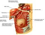 Anatomie: thorax,borstwand,ribben,costae,borst, mamma,pectoralis major,pectorals,axallaris,subcluvia,serratus,scapularis,sternum,scapula,aureola,nipple,tepel.